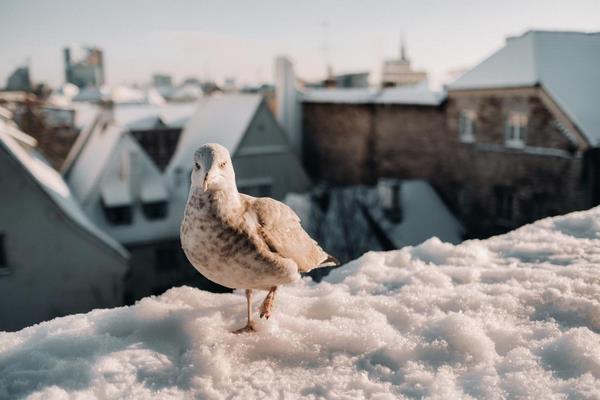 На фото – чайка на заснеженной крыше