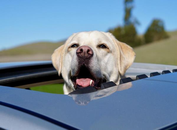 На фото – собака выглядывает в открытый люк в автомобиле