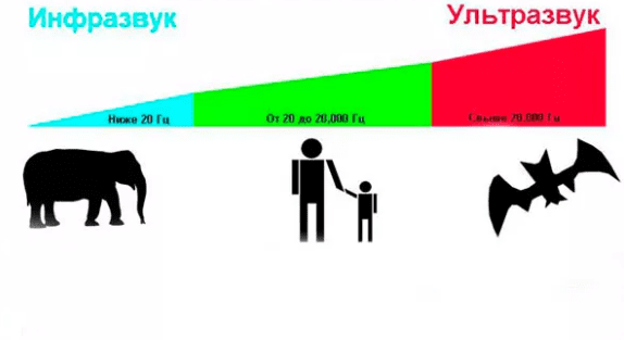 Инфографика: человек, животные и шкала