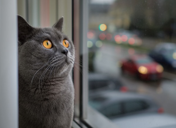 Довольная кошка у теплого окна