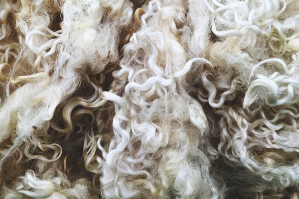Текстура овечьей шерсти