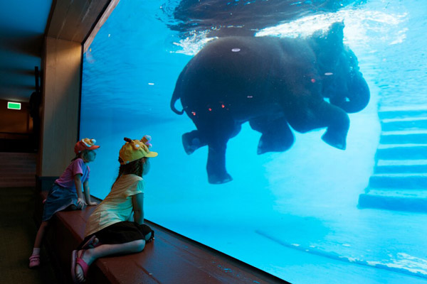 Слон плавает в огромном аквариуме